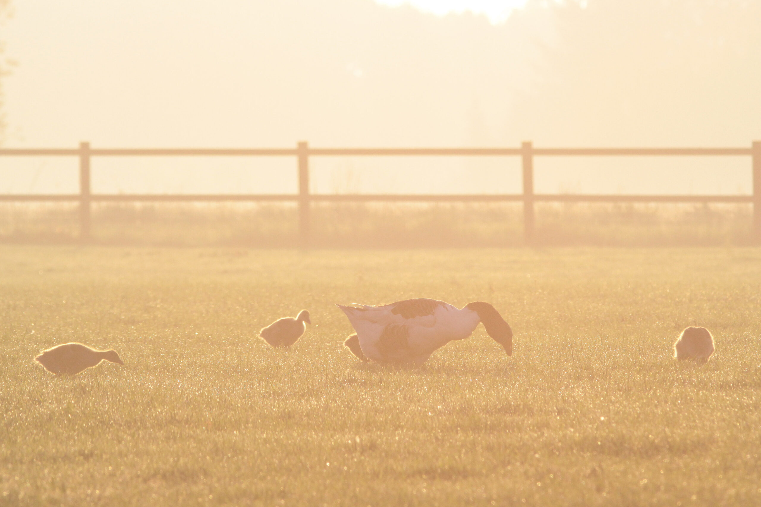 Zonsopkomst ganzen gouden uur lente