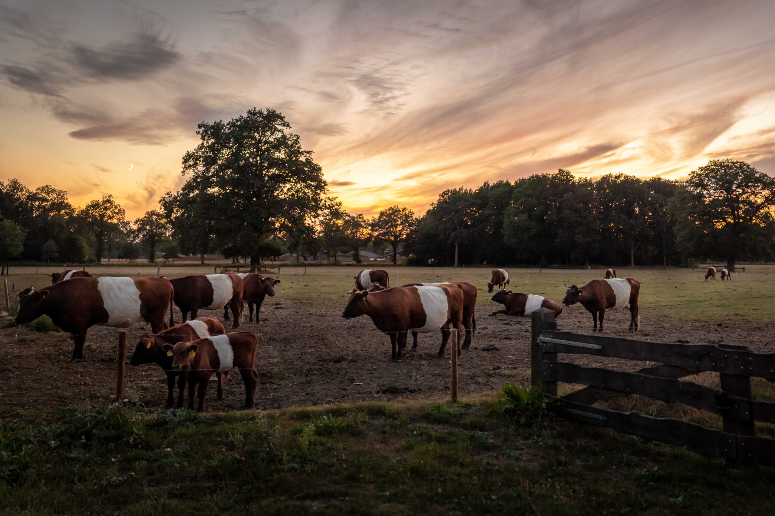 Zonsondergang koeien Pothaar Bathmen