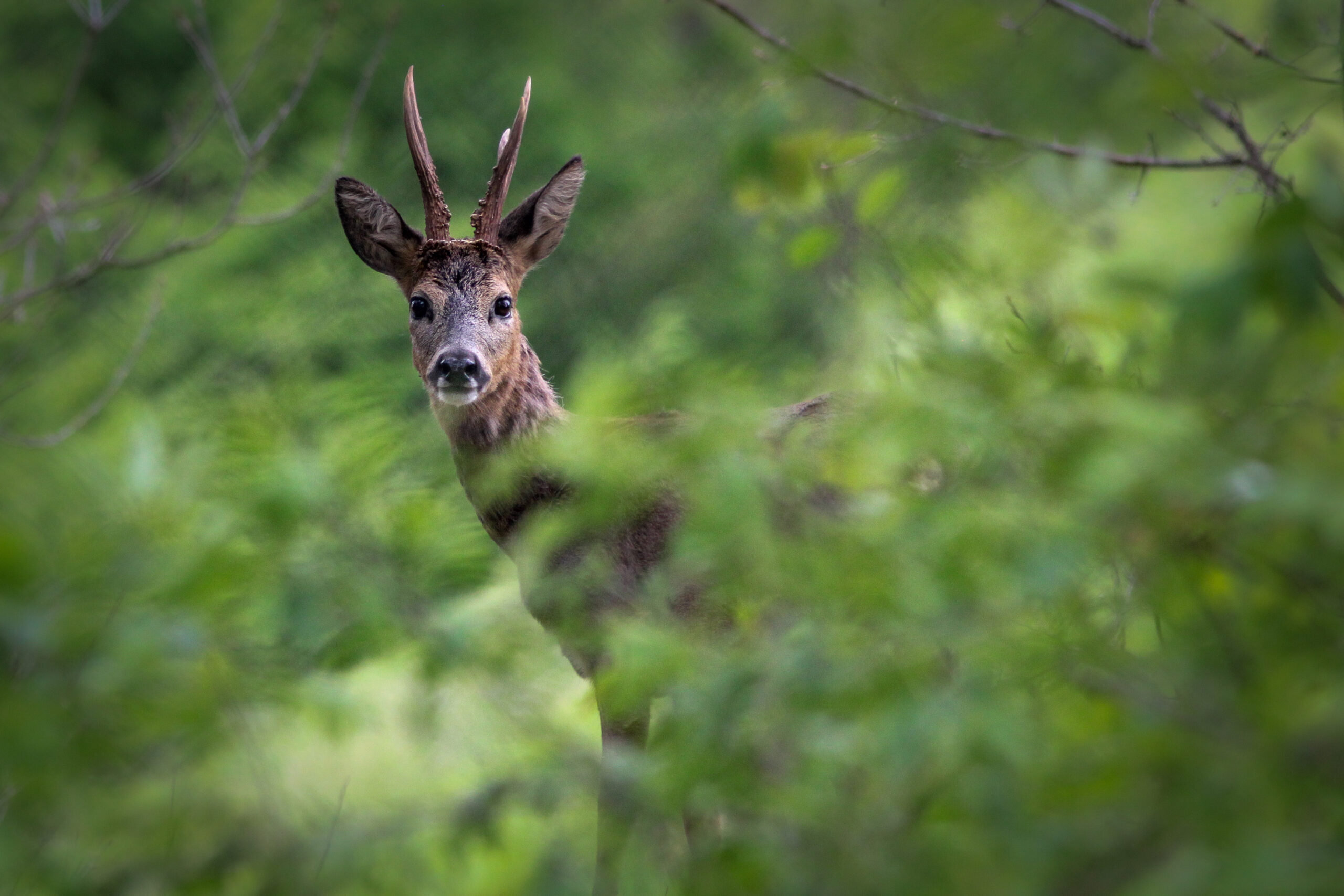 Ree natuur fotografie