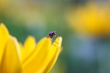 Fotografie macro bloem vlieg