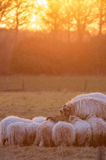 Zonsopkomst schapen Borkelt