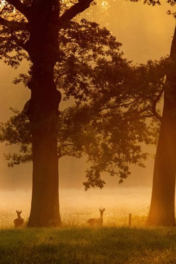 Zonsopkomst ree Delden