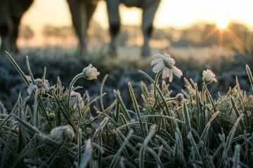 Fotografie zonsopkomst winter koeien