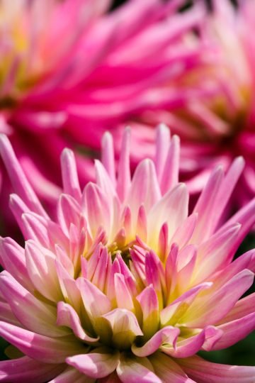 Macrofotografie close-up bloem