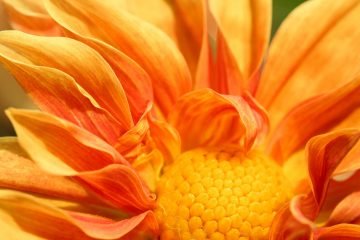 Macrofotografie close-up bloem