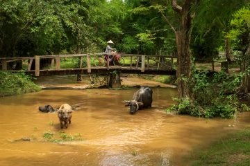 Reisfotografie Laos Don Det waterbuffels