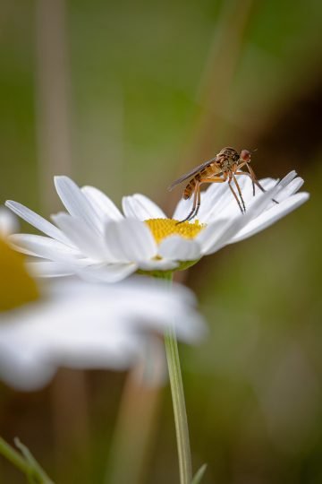 Macrofotografie close-up mug bloem