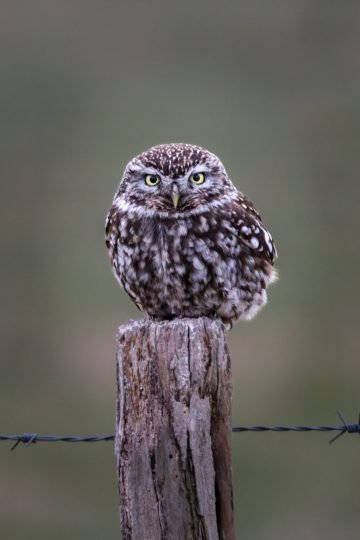 Uil fotografie natuur