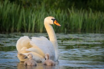 Zwaan lente fotografie