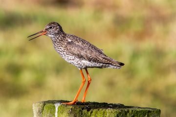 Vogelfotografie