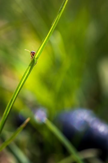 Oliekever macrofotografie natuur
