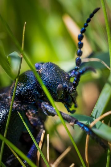 Oliekever macrofotografie natuur