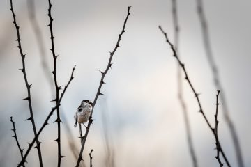 Staartmees natuur fotografie