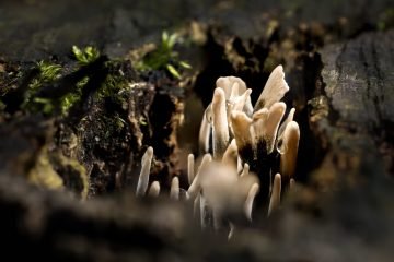 Fotografie herfst paddenstoel close-up