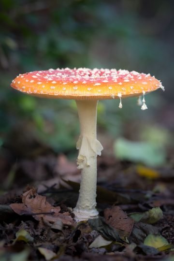 Fotografie herfst paddenstoel close-up