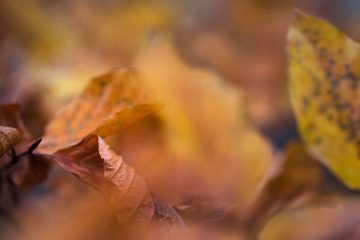 Fotografie herfst blad close-up