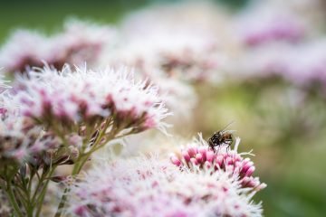 Fotografie macro bloem vlieg
