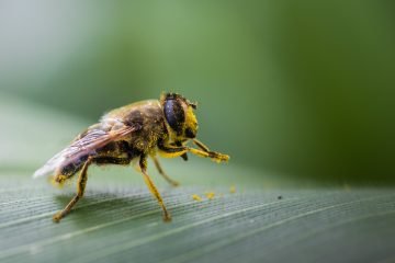 Fotografie macro zweefvlieg