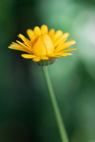 Fotografie macro bloem