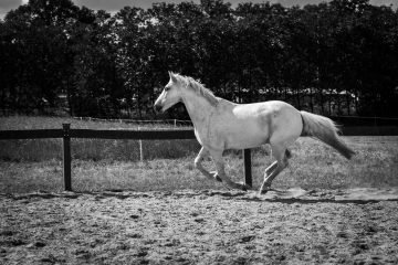Paard Mariska-6990