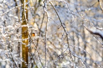 Roodborstje vogelfotografie winter sneeuw