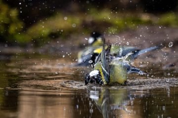 Koolmees vogelfotografie badderen